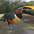 Colorful Toucan With Large Beak In Natural Habitat