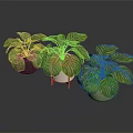Organic Edible Green Plants in Different Pots with White Striped Leaves