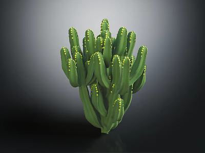 Green Cactus Plant With Multiple Branches And Yellow Spines On Black Background 3d model