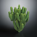 Green Cactus Plant With Multiple Branches And Yellow Spines On Black Background