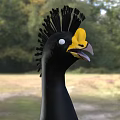 Black Flying Bird With Yellow Beak Crested Head Spread Wings Standing On Grassland
