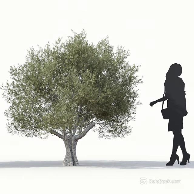 Tall Olive Tree With Dense Foliage And Female Silhouette Standing Nearby 3d model 