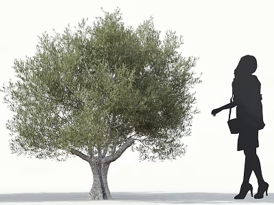 Tall Olive Tree With Dense Foliage And Female Silhouette Standing Nearby 3d model