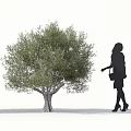 Tall Olive Tree With Dense Foliage And Female Silhouette Standing Nearby
