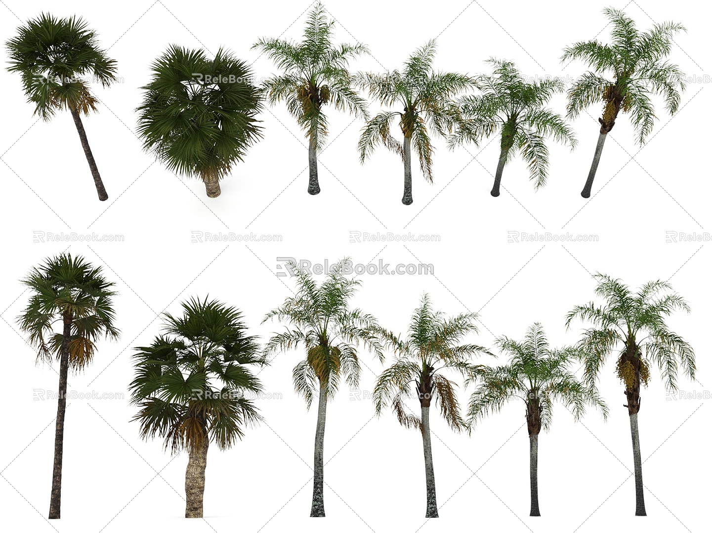 Palm Tree Tropical Plants Trees 3d model