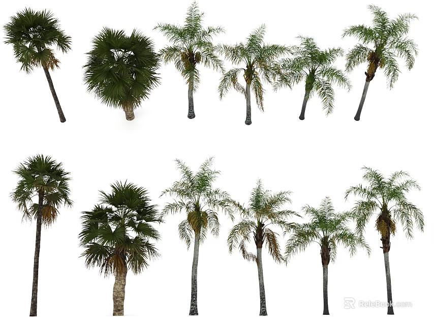 Various Types Of Palm Trees For Landscape Design With Tropical Foliage And Trunks 3d model 