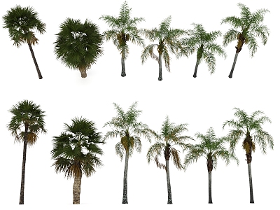 Palm Tree Tropical Plants Trees 3d model