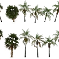 Palm Tree Tropical Plants Trees 3d model