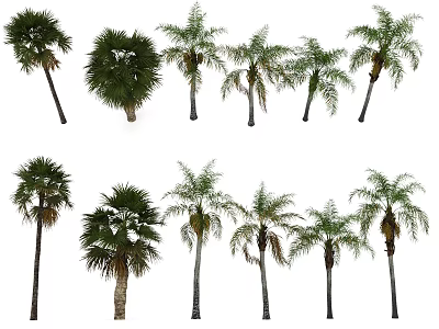 Various Types Of Palm Trees For Landscape Design With Tropical Foliage And Trunks 3d model