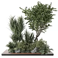 Lush Green Bonsai Potted Plant With Tree Shaped Design And Small Foliage Plants
