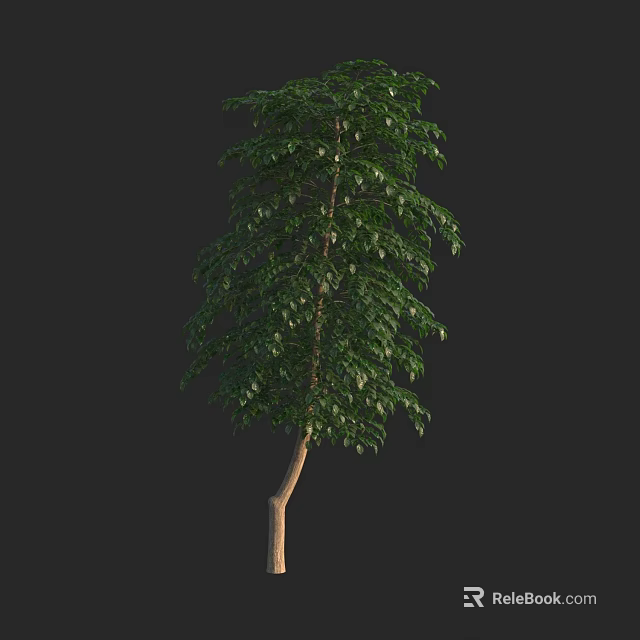 Tall Arbor With Green Leaves And Brown Trunk On Dark Background 3d model 