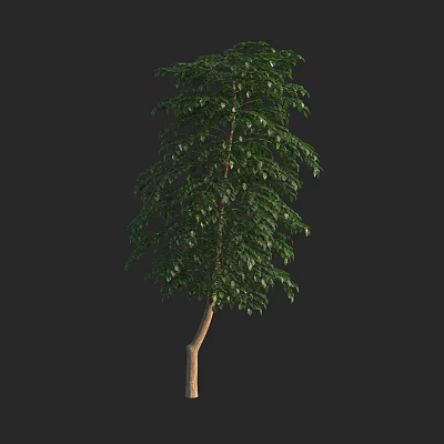 Tall Arbor With Green Leaves And Brown Trunk On Dark Background 3d model