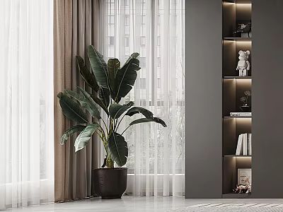 Large Leaf Indoor Potted Plant In Black Pot By Window With Curtains And Decorative Shelf 3d model