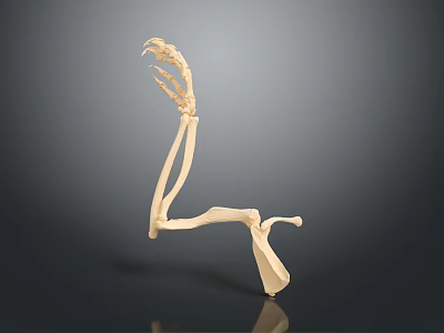 Detailed Animal Limb Skeleton Model With Paw Structure And Anatomical Features 3d model
