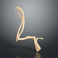 Detailed Animal Limb Skeleton Model With Paw Structure And Anatomical Features