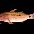 Vibrant Red And Yellow Spotted Fish With Whisker Like Features And Distinctive Markings