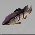 Colorful Fish With Purple Pink Black Stripes Orange Fins Large Eyes On Dark Background Reflection