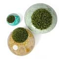 Bonsai Potted Plants With Stone Shaped Ceramic Pots And Green Grass Foliage