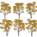 Arbor Trees With Orange Yellow Leaves In Different Shapes For Autumn Landscape