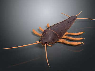 Household Pest Control Products for Silverfish With Long Antennae and Brown Body 3d model