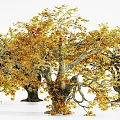 Lush Deciduous Tree with Yellow Orange Autumn Leaves and Thick Twisted Branches