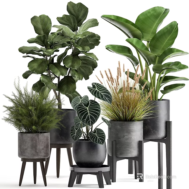 Various Green Potted Houseplants With Large Patterned Leaves In Gray Concrete Pots On Stands 3d model 