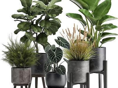 Modern Bonsai Banyan Tree Lirata Black Flower Pot Strizia 3d model