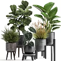 Various Green Potted Houseplants With Large Patterned Leaves In Gray Concrete Pots On Stands