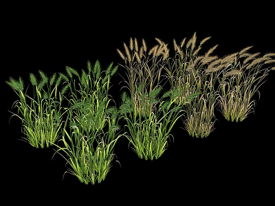 Natural Ornamental Grass Varieties With Lush Green Foliage And Slender Stems 3d model