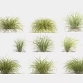 Various Green Grass Clumps with Diverse Growth Forms on White Background 3d model