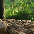 Modern Stone Sprouts 3d model