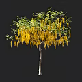 Elegant Arbor Displaying Hanging Yellow Flowers And Lush Green Leaves In Landscape