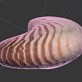 Shiny Nautilus Shell With Orange And White Stripes In Spiral Shape