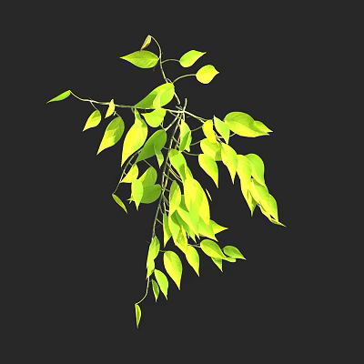 Green Hanging Plant Branches With Fresh Light Green Leaves On Dark Background 3d model