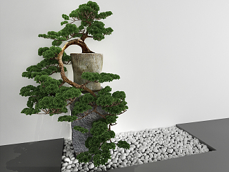 New Chinese Bonsai Plants 3d model