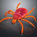 Red Tick with Orange Legs and Vibrant Red Body on Dark Background Close Up View