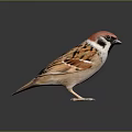 Sparrow With Red Head And Brown White Feathers Standing On Black Surface Against Grey Background
