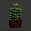 Green Succulent Plant With Stacked Fleshy Leaves In Small Brown Soil Pot