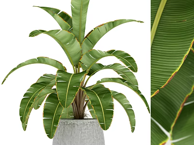 Bonsai Potted Plant with Large Green Leaves and Red Edges in Gray Pot 3d model