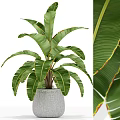 Bonsai Potted Plant with Large Green Leaves and Red Edges in Gray Pot