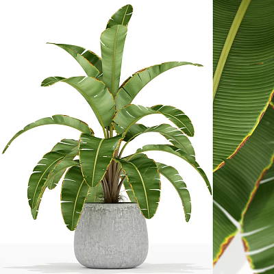 Bonsai Potted Plant with Large Green Leaves and Red Edges in Gray Pot 3d model