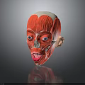 Human Head Muscular Anatomy Model With Detailed Facial Organs Eyes Nose Mouth