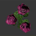 Vibrant Pink Roses With Green Stems And Leaves On Gray Background