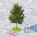Trident Maple Tree 8 Meters Height 12 Meters Crown Diameter On Gray Square Tile Ground 3d model