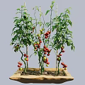Healthy Tomato Plants Growing In Container With Green Leaves And Colorful Fruits