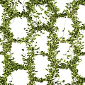 Lush Green Climbing Vines Covering Decorative Grid For Natural Garden Backdrop