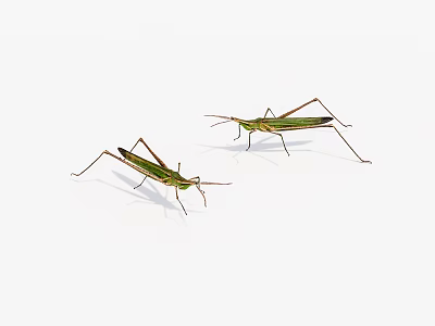 Two Green Grasshoppers With Long Legs And Green Wings On White Background 3d model