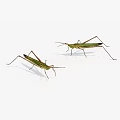 Two Green Grasshoppers With Long Legs And Green Wings On White Background