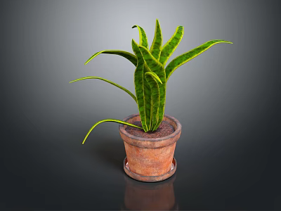 Green Leafy Indoor Plant In Terracotta Pot With Long Curved Leaves 3d model