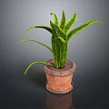 Green Leafy Indoor Plant In Terracotta Pot With Long Curved Leaves